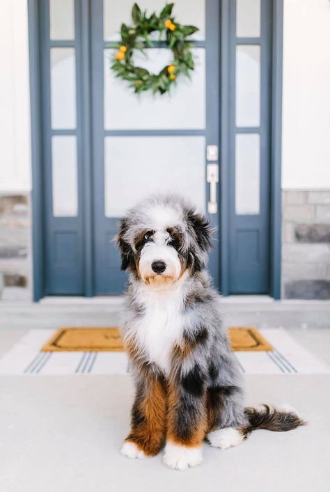 Aussiedoodle
